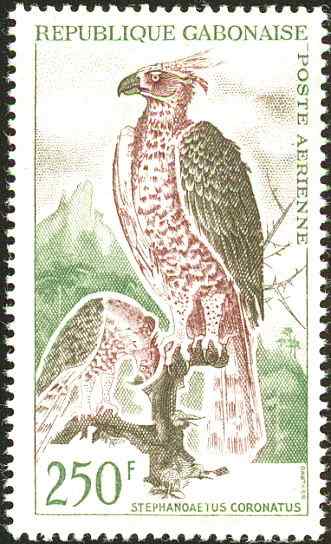 200万年前就吃人的猛禽  冕雕