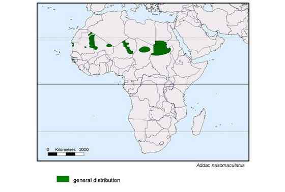 旋角羚 Addax nasomaculatus 旋角羚 Addax nasomaculatus