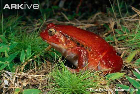 猩红的“西红柿”  马达加斯加 番茄蛙