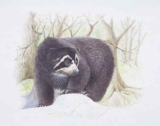 南美洲唯一的熊  眼镜熊(安第斯熊)