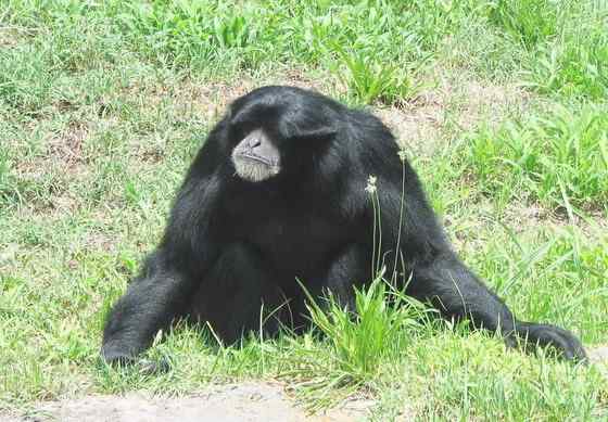 体型最大的长臂猿——马来亚长臂猿