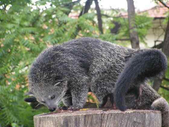 熊狸 Arctictis binturong 熊灵猫、貉獾 熊狸 Arctictis binturong 熊灵猫、貉獾