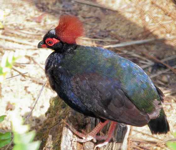 漂亮的鸡——冕鹧鸪 头上一撮鲜红的毛