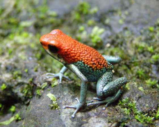 鲜红色的青蛙——疣丛蛙 疣背箭毒蛙(Granular poison arrow frog) 鲜红色的青蛙——疣丛蛙 疣背箭毒蛙(Granular poison arrow frog)