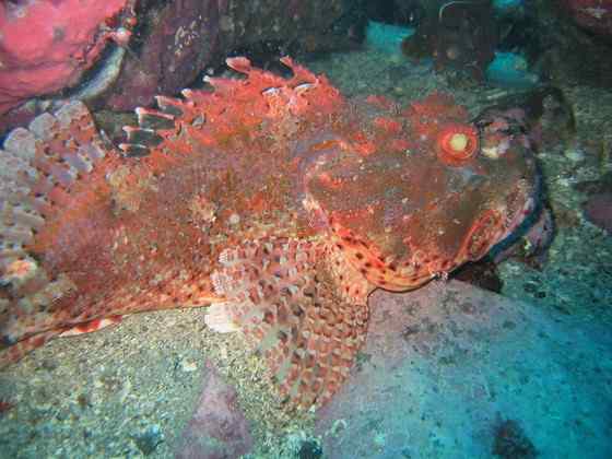 危险的鱼咬人  石鱼