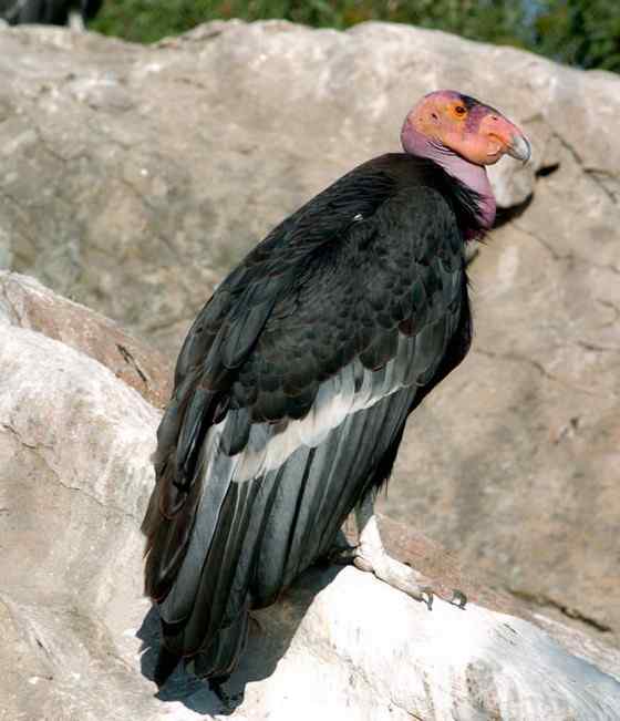 加利福尼亚神鹰 美国巨型猛禽 最少时只有8只