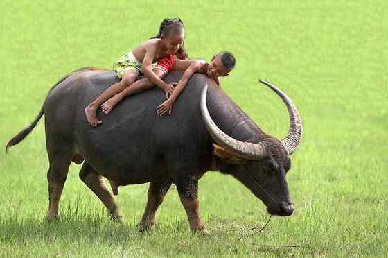 印度神话 亚洲水牛