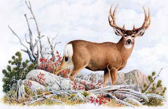 骡鹿 臀部都是白色 骡鹿 臀部都是白色