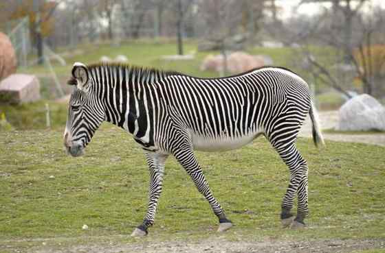 体型最大的斑马 细纹斑马 Equus grevyi