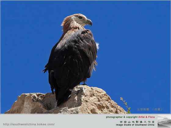 中国一级保护动物--玉带海雕