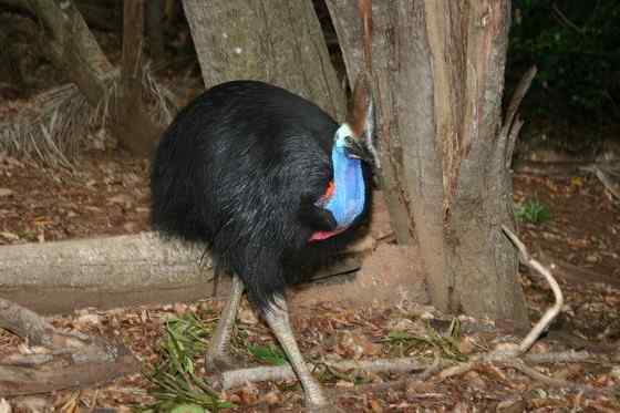 大型走禽——食火鸡(鹤鸵) 大型走禽——食火鸡(鹤鸵)