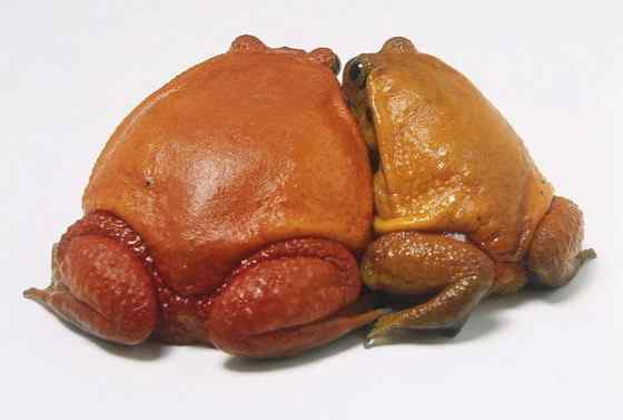 猩红的“西红柿”  马达加斯加 番茄蛙