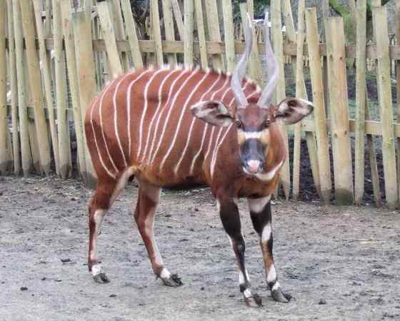 非洲最漂亮的羚羊之一 紫羚 bongo 非洲最漂亮的羚羊之一 紫羚 bongo