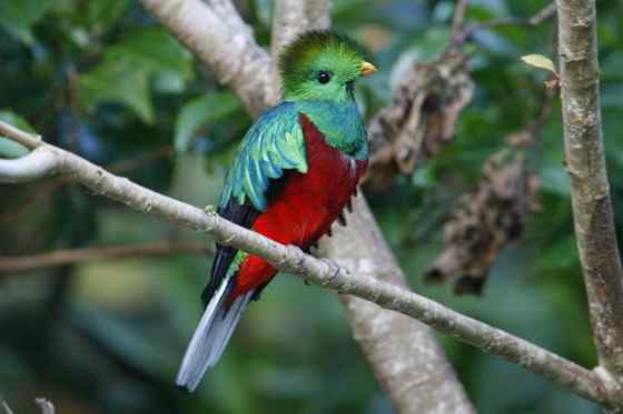 南美洲最美丽的鸟  凤尾绿咬鹃