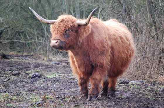 最古老的家牛品种——来自苏格兰的高地牛