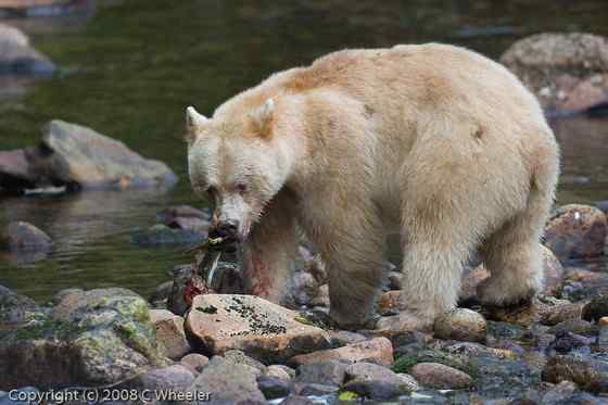 白灵熊 Kermode bear 白灵熊 Kermode bear