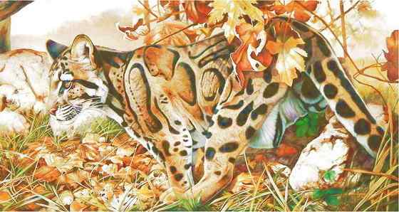 云豹最痴情 Neofelis nebulosa 云豹最痴情 Neofelis nebulosa