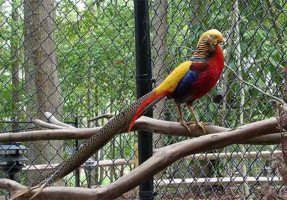 古书上的鸟类  鷩雉(红腹锦鸡)