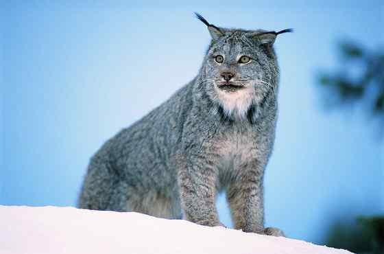 北美洲寒带地区的独行侠 加拿大猞猁 北美洲寒带地区的独行侠 加拿大猞猁