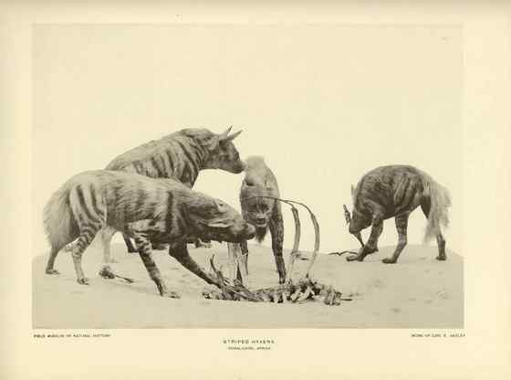 缟鬣狗 Hyaena hyaena 缟鬣狗 Hyaena hyaena