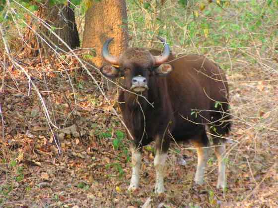 《西游记》中牛魔王的原型  白肢野牛