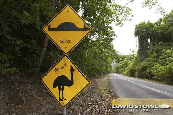 大型走禽——食火鸡(鹤鸵) 大型走禽——食火鸡(鹤鸵)