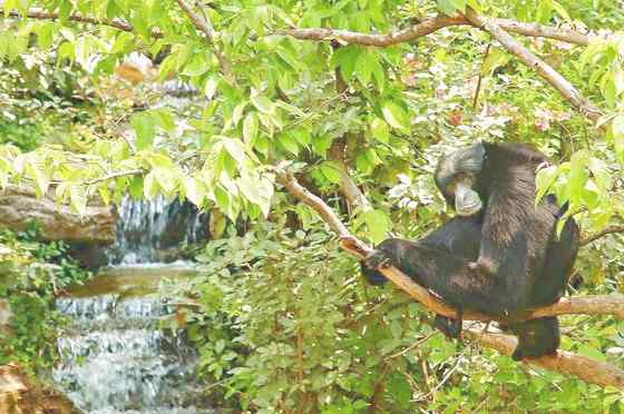 体型最大的长臂猿——马来亚长臂猿