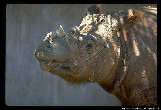 远古巨兽的直系后裔  亚洲犀牛 苏门答腊犀