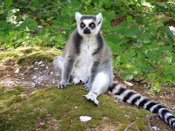 著名的马达加斯加狐猴  环尾狐猴