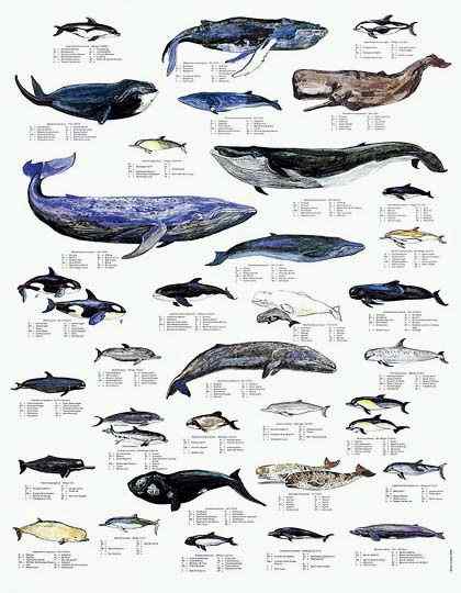 抹香鲸真的很香