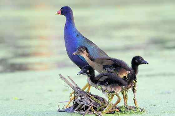 美洲最漂亮的鸟类之一  紫青水鸡