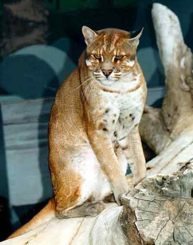 龙虎彪豹中的“彪”——亚洲金猫 龙虎彪豹中的“彪”——亚洲金猫