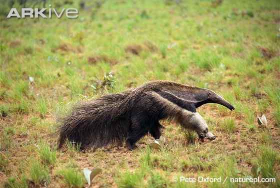 南美洲大食蚁兽