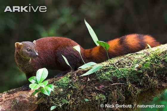 马达加斯加岛仅有的两大食肉哺乳动物之一 环尾獴 马达加斯加岛仅有的两大食肉哺乳动物之一 环尾獴