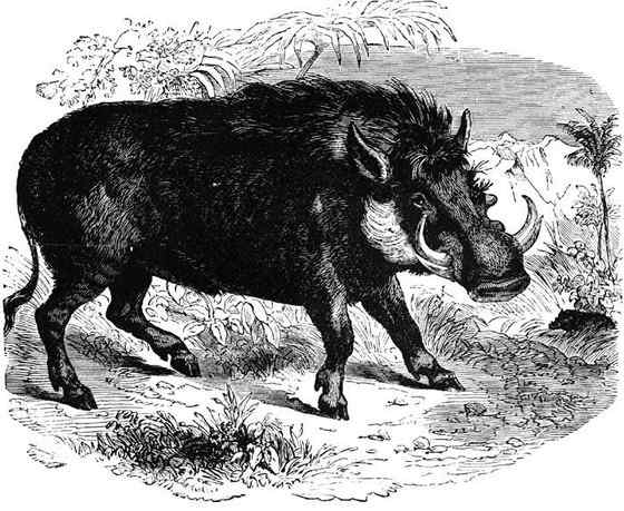 ubuntu开发代号 狮子王的好伙伴  疣猪