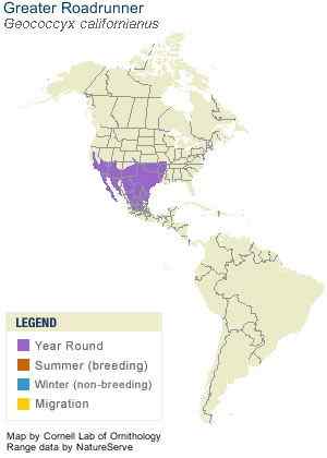 捉蛇抓蛇吃蛇的鸟  走鹃