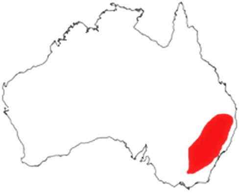 青绿鹦鹉 绿松石鹦鹉