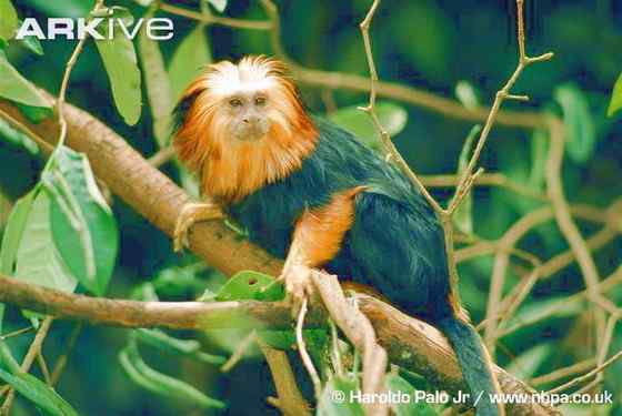 巴西的金毛狮子  金头狮面狨 Leontopithecus chrysomelas