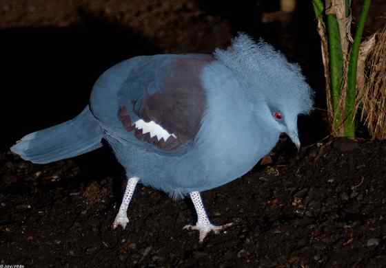 鸽子中的女王  凤冠鸠