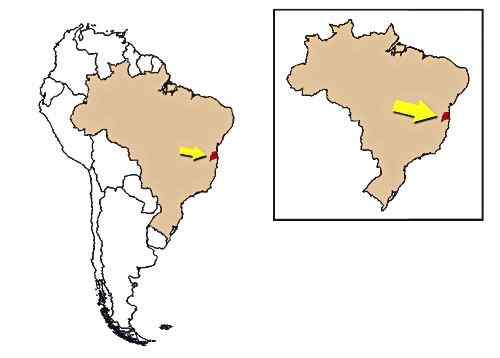 巴西的金毛狮子  金头狮面狨 Leontopithecus chrysomelas