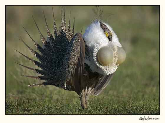 艾草榛鸡 北美洲体型最大的松鸡 发情时极度活跃