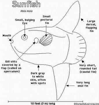 最大的硬骨鱼  巨大无比的头  翻车鱼