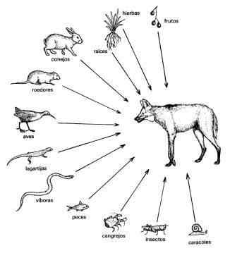 既像狐狸又像狼的奇特动物  鬃狼