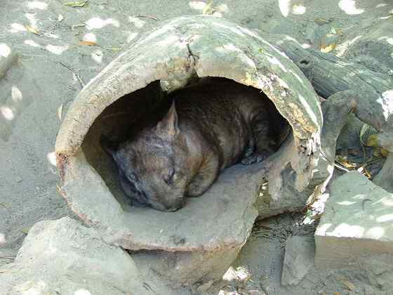 澳洲考拉  袋熊