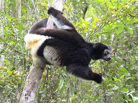 马达加斯加最原始的物种  大狐猴
