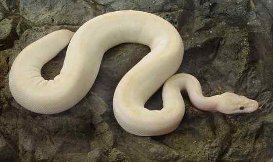 球蟒 受惊时会卷成球状的蟒蛇