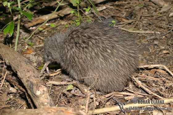 几维鸟 鹬鸵 KIWI 几维鸟 鹬鸵 KIWI