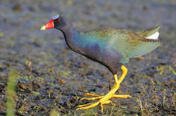 美洲最漂亮的鸟类之一  紫青水鸡