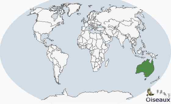 澳洲最娇柔的鹦鹉——公主鹦鹉 Polytelis alexandrae 澳洲最娇柔的鹦鹉——公主鹦鹉 Polytelis alexandrae