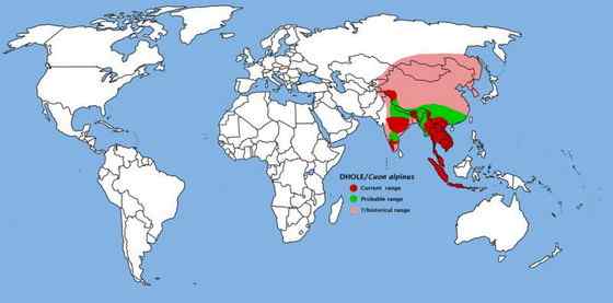 英国著名小说家吉卜林笔下的“红狗”  豺